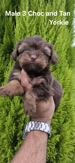 Stunning Purebred Miniature Choc And Tan Yorkie Male Puppy For Sale..