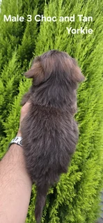 STUNNING PUREBRED MINIATURE CHOC AND TAN YORKIE MALE PUPPY FOR SALE..