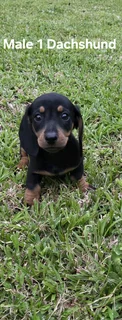 Gorgeous Purebred Miniature Dachshund Puppies For Sale.males Only