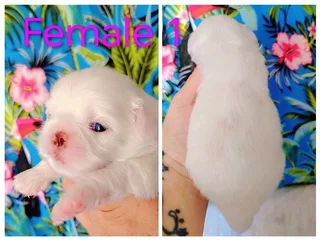 Stunning Purebred Miniature White Pekingese Puppies For Sale