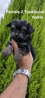 Stunning Purebred Miniature Traditional Female Yorkie Puppy For Sale..