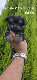 STUNNING PUREBRED MINIATURE TRADITIONAL FEMALE YORKIE PUPPY FOR SALE..