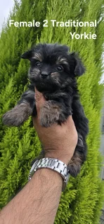 STUNNING PUREBRED MINIATURE TRADITIONAL FEMALE YORKIE PUPPY FOR SALE..