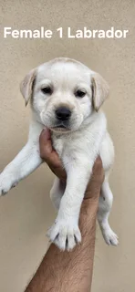 Gorgeous Purebred Labrador Puppies For Sale.