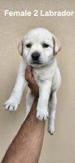 GORGEOUS PUREBRED LABRADOR PUPPIES FOR SALE.