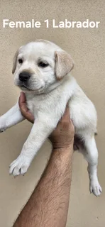 GORGEOUS PUREBRED LABRADOR PUPPIES FOR SALE.