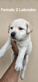 GORGEOUS PUREBRED LABRADOR PUPPIES FOR SALE.