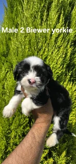 Beautiful Purebred Miniature Exotic Biewer Yorkie Male Puppy For Sale.