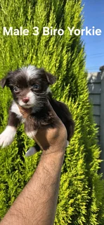 Gorgeous Purebred Miniature Exotic Biro Yorkie Male Puppy For Sale.extremely Tiny