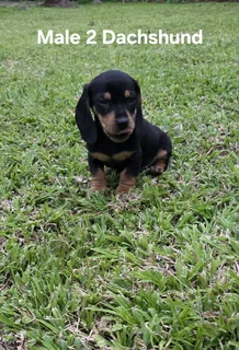 Gorgeous Purebred Miniature Dachshund Puppies For Sale...