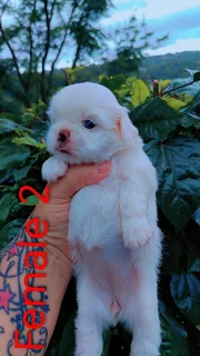 Gorgeous Purebred Miniature Pekingese Puppies For Sale.....