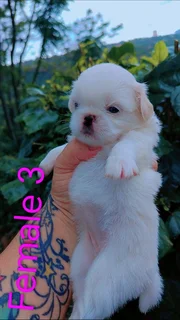 GORGEOUS PUREBRED MINIATURE PEKINGESE PUPPIES FOR SALE.....