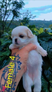 GORGEOUS PUREBRED MINIATURE PEKINGESE PUPPIES FOR SALE.....