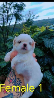 GORGEOUS PUREBRED MINIATURE PEKINGESE PUPPIES FOR SALE.....