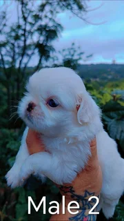 GORGEOUS PUREBRED MINIATURE PEKINGESE PUPPIES FOR SALE.....