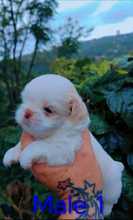 GORGEOUS PUREBRED MINIATURE PEKINGESE PUPPIES FOR SALE.....