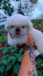 GORGEOUS PUREBRED MINIATURE PEKINGESE PUPPIES FOR SALE.....