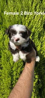 Stunning Purebred Miniature Biro Female Yorkie Puppy For Sale..