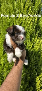 STUNNING PUREBRED MINIATURE BIRO FEMALE YORKIE PUPPY FOR SALE..