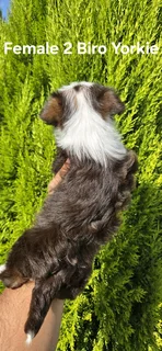 STUNNING PUREBRED MINIATURE BIRO FEMALE YORKIE PUPPY FOR SALE..