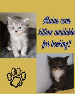 Registered Maine Coon kittens