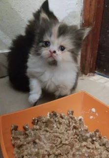 Persian kitten