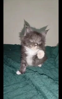 European Maine Coon kitten