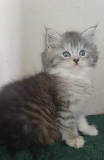 Gorgeous Maine Coon female kitten
