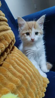 Male Maine Coon kitten
