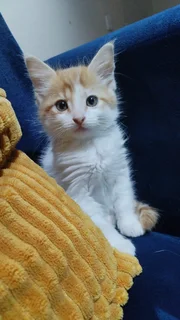 Male Maine Coon kitten
