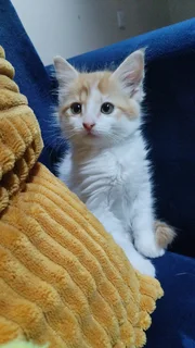 Male Maine Coon kitten