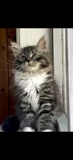 Maine Coon Male kitten