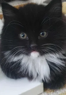 Maine Coon Male kittens