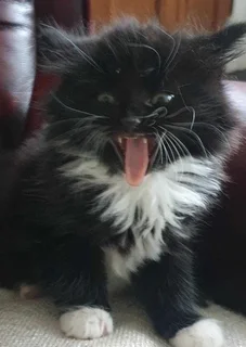 Maine Coon Male kittens