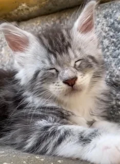 Stunning Maine Coon kitten
