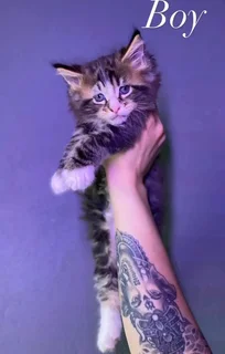 Stunning Male Maine Coon kitten