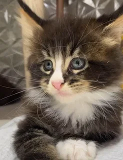 Stunning Male Maine Coon kitten