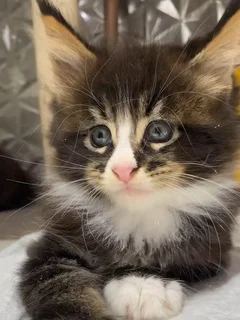 Stunning Male Maine Coon kitten