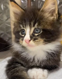Stunning Male Maine Coon kitten
