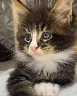 Stunning Male Maine Coon kitten