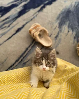 Female Maine Coon kitten