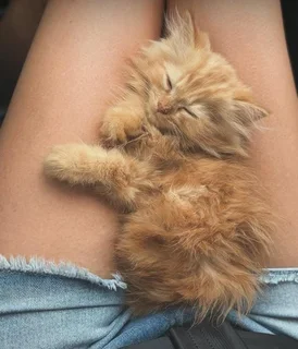 Maine Coon Kitten