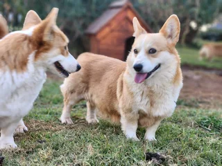 Pembroke Welsh Corgi