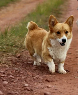 Pembroke Welsh Corgi