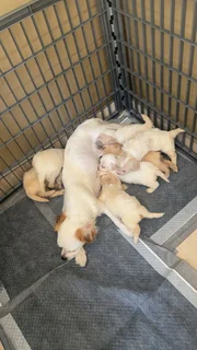 Yorkipoo puppies for sale