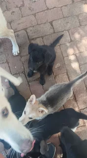 German Shepherd puppies