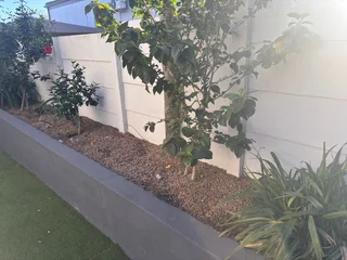 Olive Pits For Garden