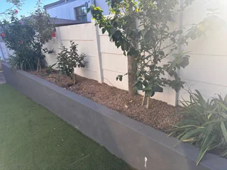 OLIVE PITS FOR GARDEN