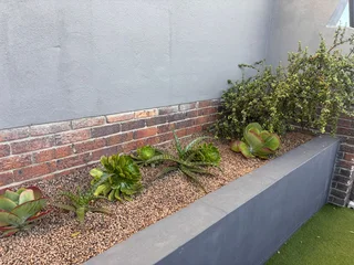 OLIVE PITS FOR GARDEN