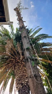 TREE FILLING AND STUMP REMOVALS